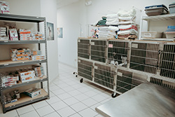 Annapolis Cat Hospital boarding Kennels