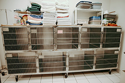 Annapolis Cat Hospital boarding Kennels