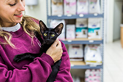 Annapolis Cat Hospital technician giving cat snuggles