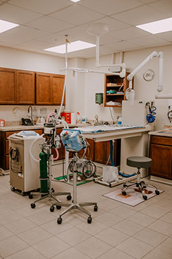 Annapolis Cat Hospital Dental Suite