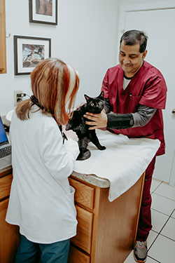 Dr. Rudd examines a kitty patient