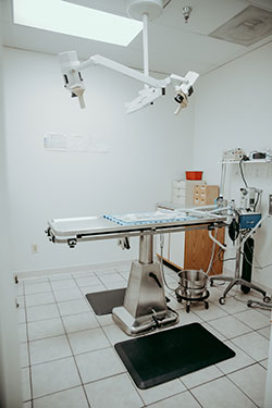 Annapolis Cat Hospital surgery suite